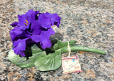 Capodimonte Flower - Purple #1