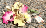 Capodimonte Flower - Orchid #4